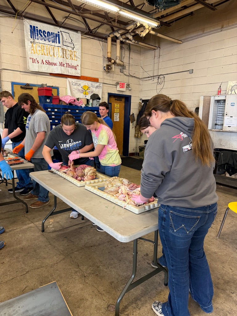 Students dissecting monogastric digestive systems in Ag Science 2 class today.