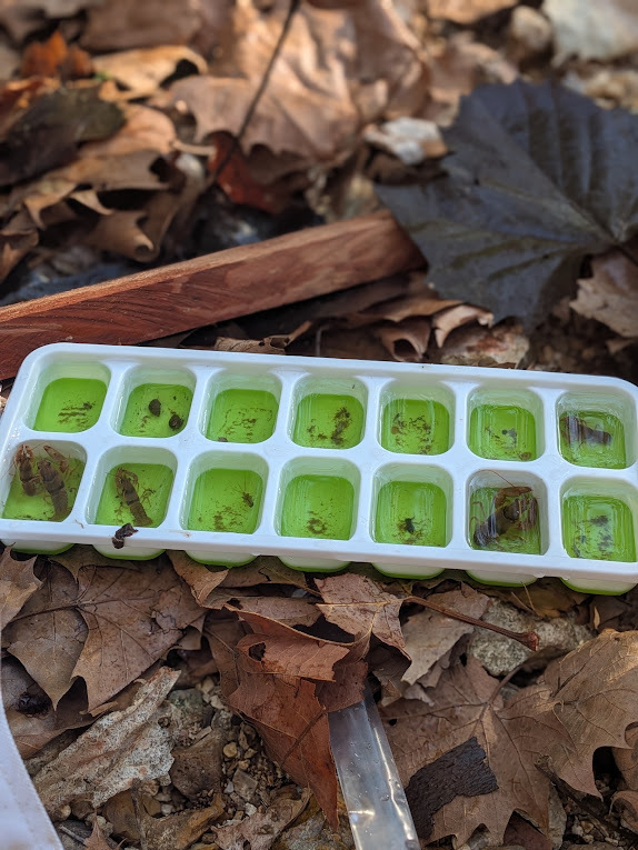 An icecub tray full of macroinvertebrates!