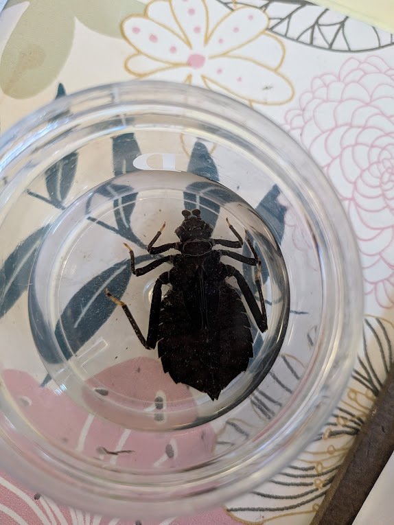Dragon hunter dragonfly nymph in glass bowl.
