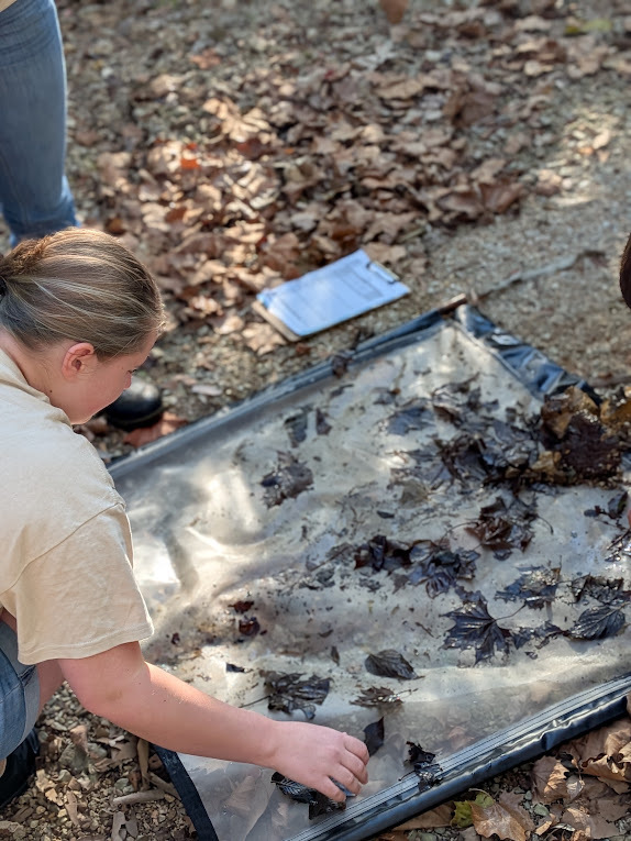 Maddi Root picking macroinvertebrates out of a net.