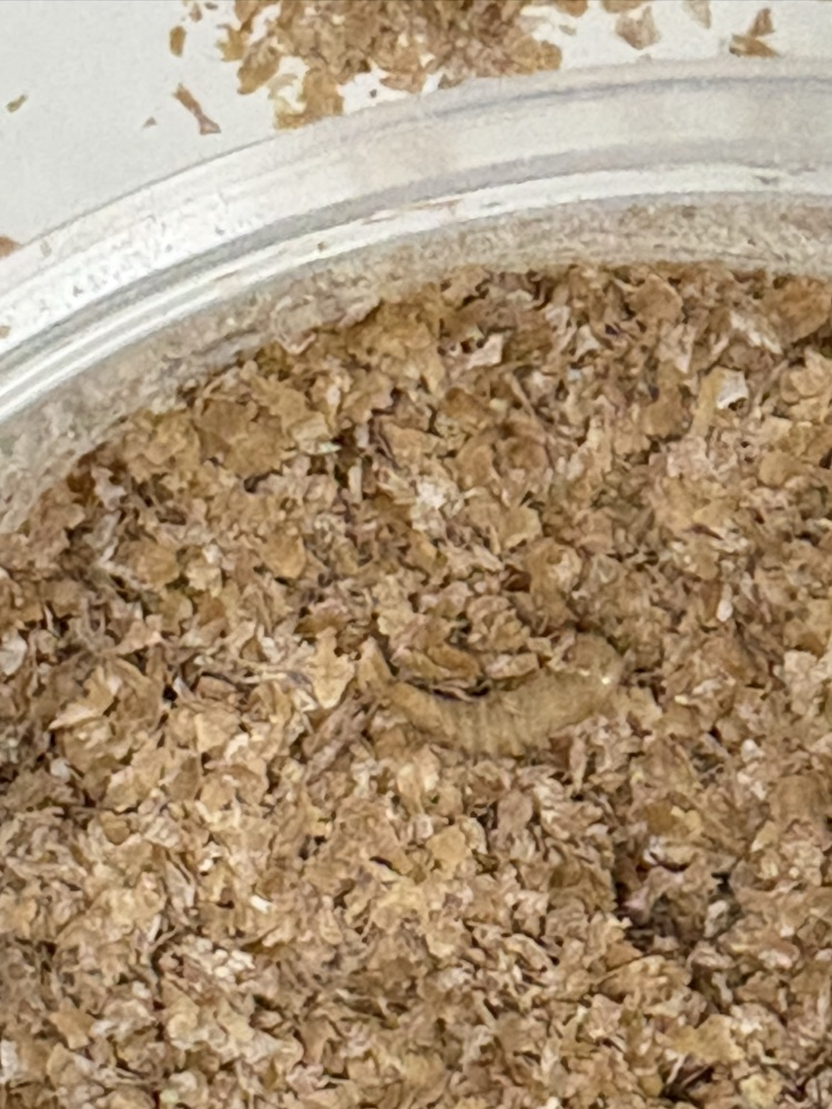 mealworm observation