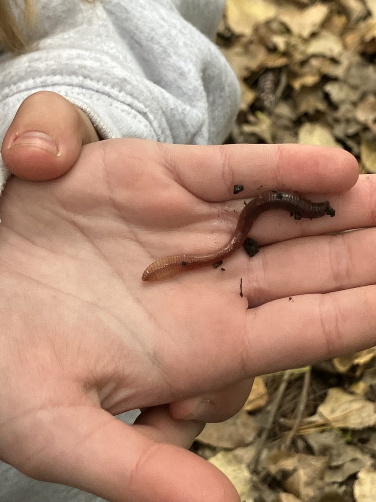 chippewa nature center field trip