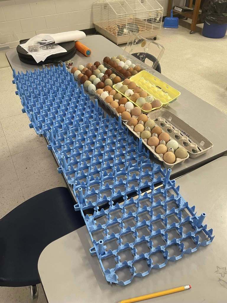 Eggs in a carton