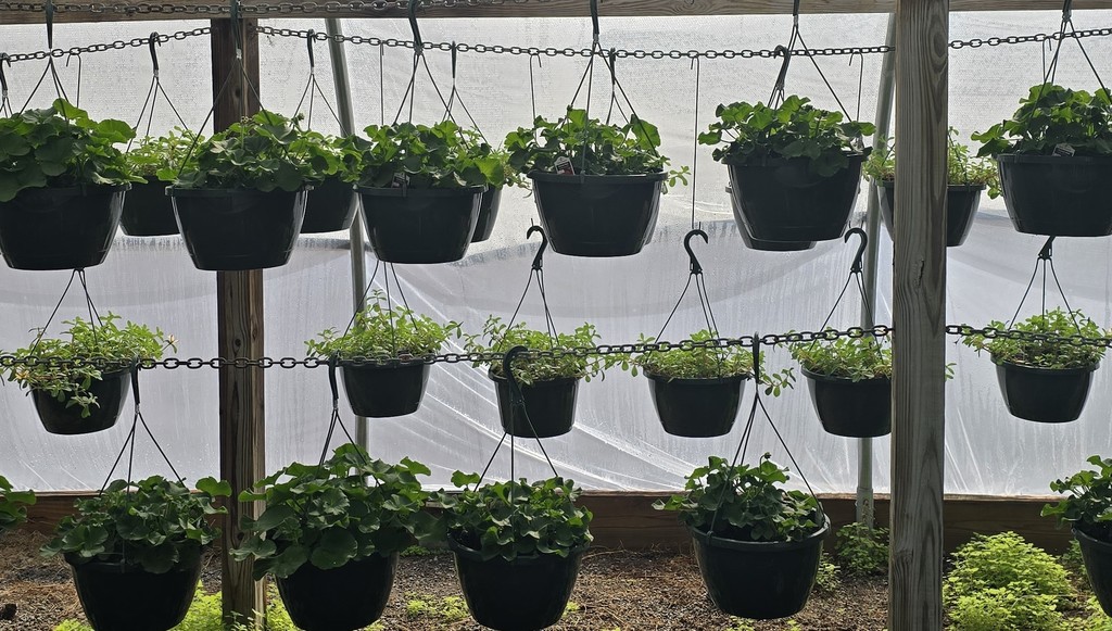 26 Greenhouse Plants