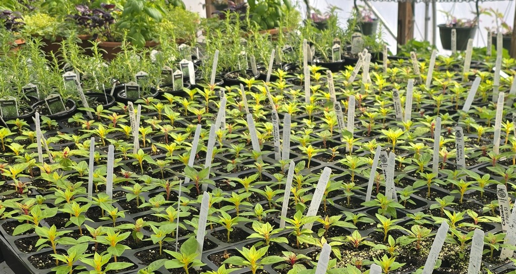 26 Greenhouse Plants