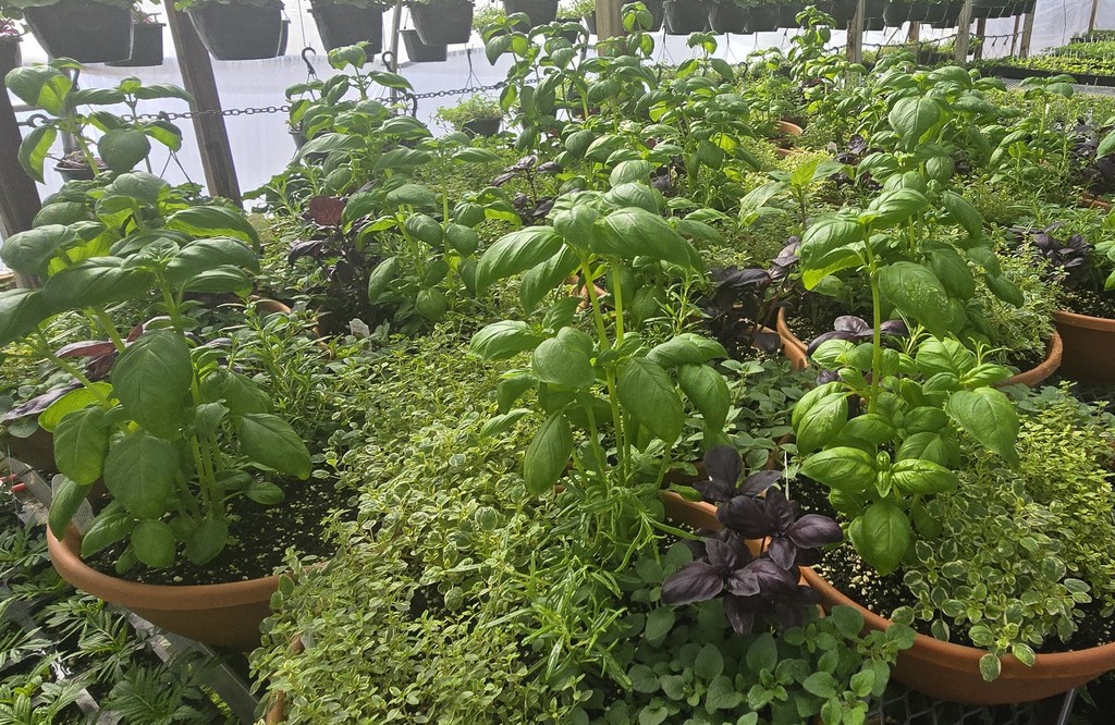 26 Greenhouse Plants