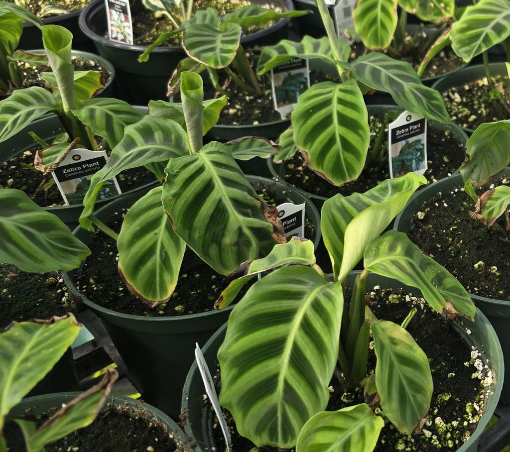 26 Greenhouse Plants