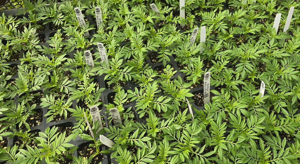 26 Greenhouse Plants