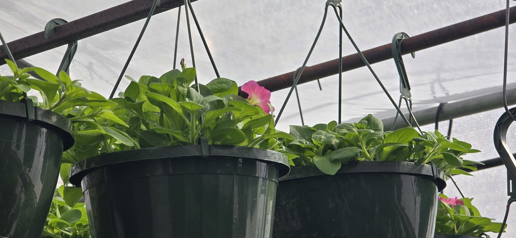 26 Greenhouse Plants