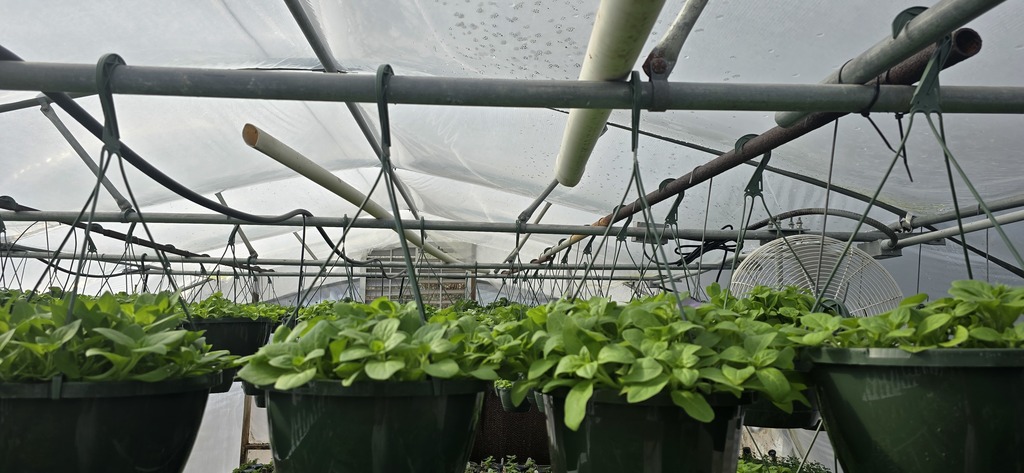 26 Greenhouse Plants