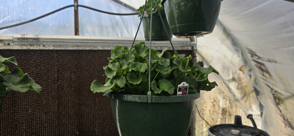 26 Greenhouse Plants