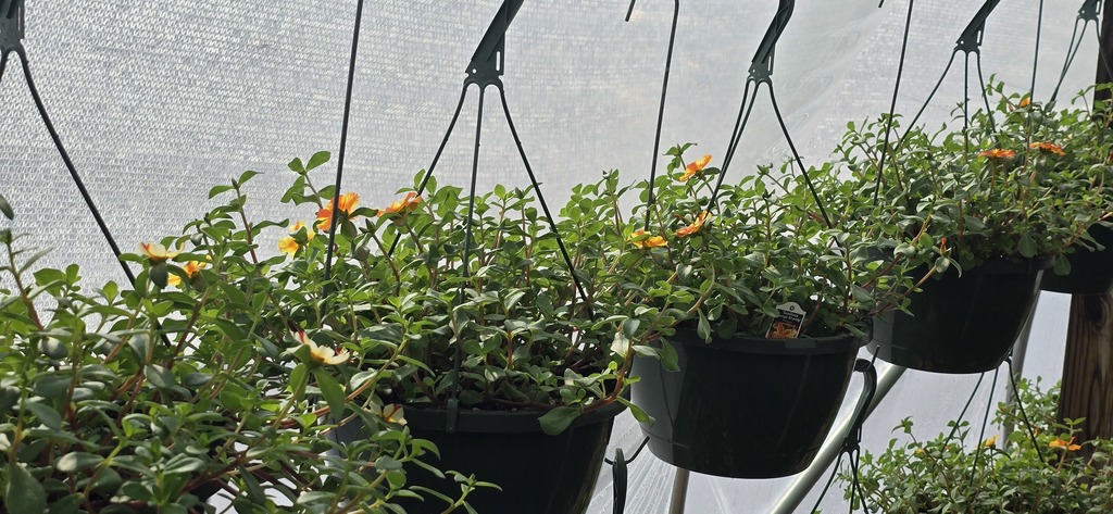 26 Greenhouse Plants