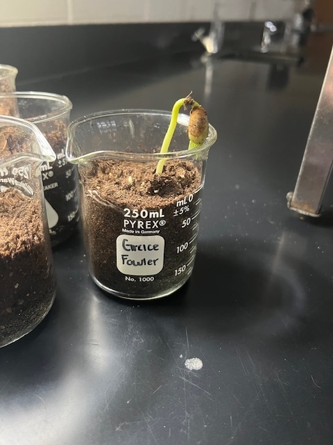 bio
