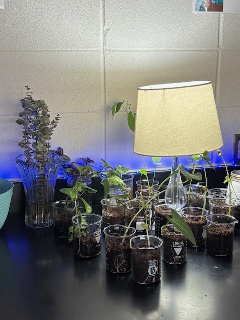 bio