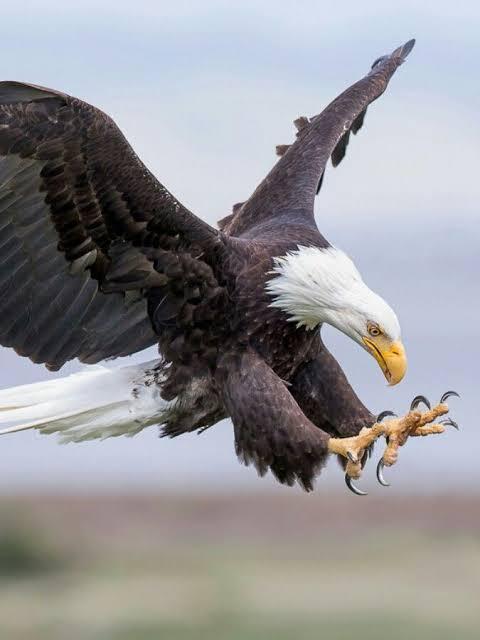 I picture of an eagle landing to the ground with its talons out