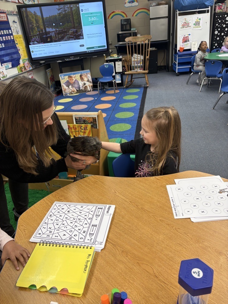 girl petting chicken