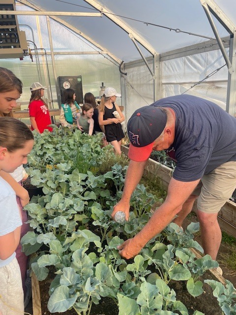 Picking Vegetables in the Green House