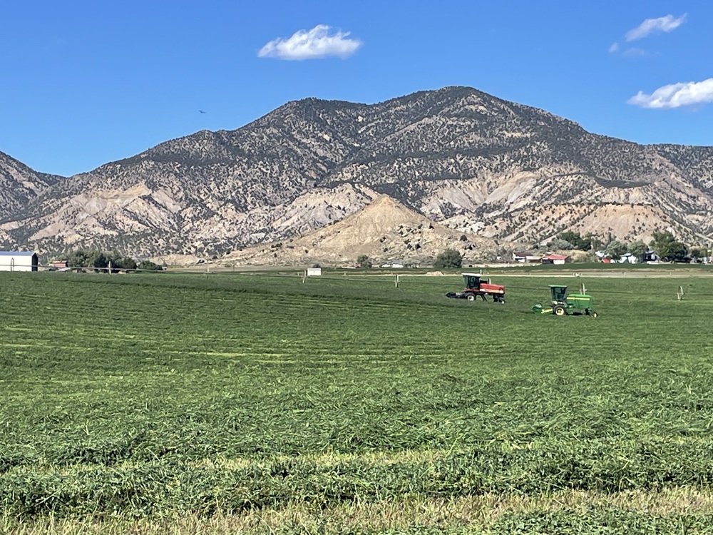 A wide daytime view of a vast green agricultural field where a red swather and a green swather are actively cutting crops. In the background, a large, rugged beige mountain range rises under a clear blue sky.