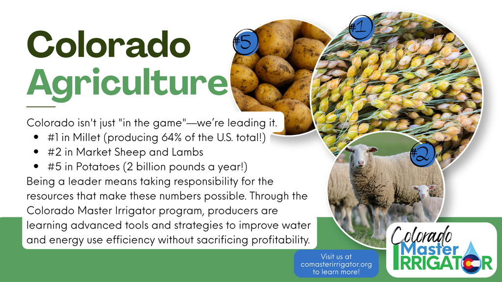 An infographic titled "Colorado Agriculture" showcasing the state's top rankings in millet, sheep, and potato production. It highlights the Colorado Master Irrigator program as a way to improve water and energy efficiency for producers.