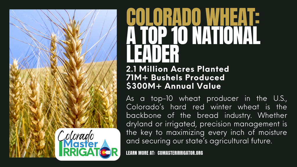 An infographic for Colorado Master Irrigator titled "Colorado Wheat: A Top 10 National Leader." The image features a close-up of golden wheat stalks against a blue sky. Text highlights state stats including 2.1 million acres planted, 71M+ bushels produced, and a $300M+ annual value. It notes that Colorado's hard red winter wheat is the backbone of the bread industry and emphasizes the importance of precision water management for both dryland and irrigated crops. The Colorado Master Irrigator logo and website, comasterirrigator.org, are at the bottom.