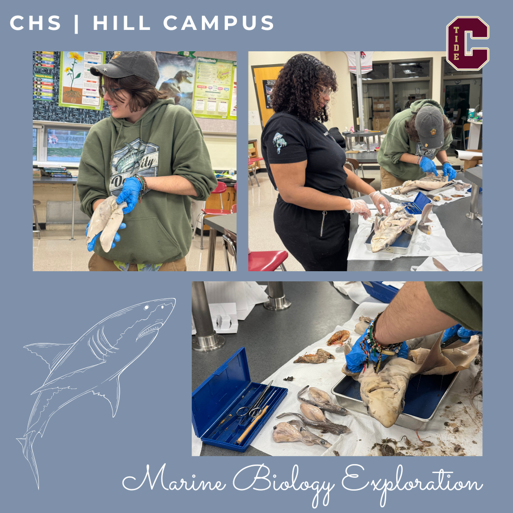 Marine Biology Exploration at CHS Hill Campus. Show a collage of photos of students disecting sharks.