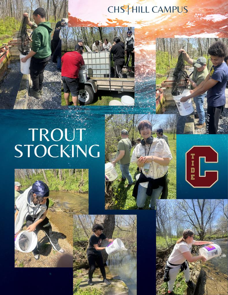 A collage-style graphic labeled “CHS | Hill Campus” and “Trout Stocking” showing students outdoors participating in a hands-on environmental activity. In multiple photos, students stand along a wooded stream, using nets and white buckets to transfer and release trout into the water. Some students work together around a large water container on a trailer, while others carefully pour fish into the creek. The setting is sunny with trees, grass, and shallow flowing water. A school logo with the letter “C” appears on the right side of the image.