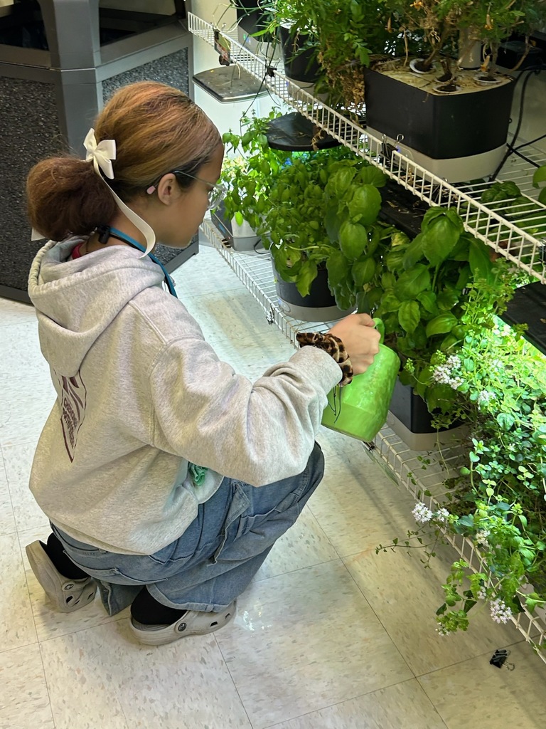 A student wearing a gray hoodie, glasses, and a white hair bow kneels beside a hydroponic growing system, watering lush green herbs with a bright green watering can. The indoor garden is illuminated by grow lights, and multiple shelves are filled with thriving plants.