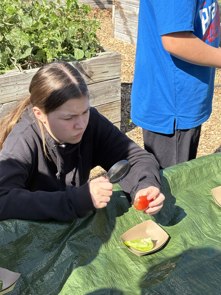 A student uses a magnifying glass to examine a red tomato outdoors during a hands-on gardening and food science activity.