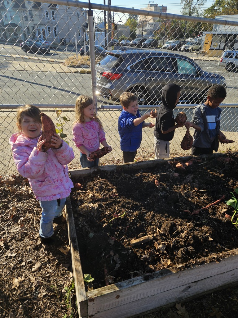 🍠🌱 Sweet Potato Fun in Kindergarten!  Ms. Helton’s Kindergarten gardeners were busy! They picked sweet potatoes, weighed them, and took their harvest home. Then came the best part: making and tasting sweet potato & chickpea hummus dip!  We love seeing our Park students dig, discover, create, and taste their way through learning! 