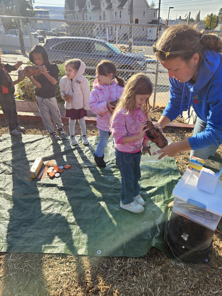 🍠🌱 Sweet Potato Fun in Kindergarten!  Ms. Helton’s Kindergarten gardeners were busy! They picked sweet potatoes, weighed them, and took their harvest home. Then came the best part: making and tasting sweet potato & chickpea hummus dip!  We love seeing our Park students dig, discover, create, and taste their way through learning! 