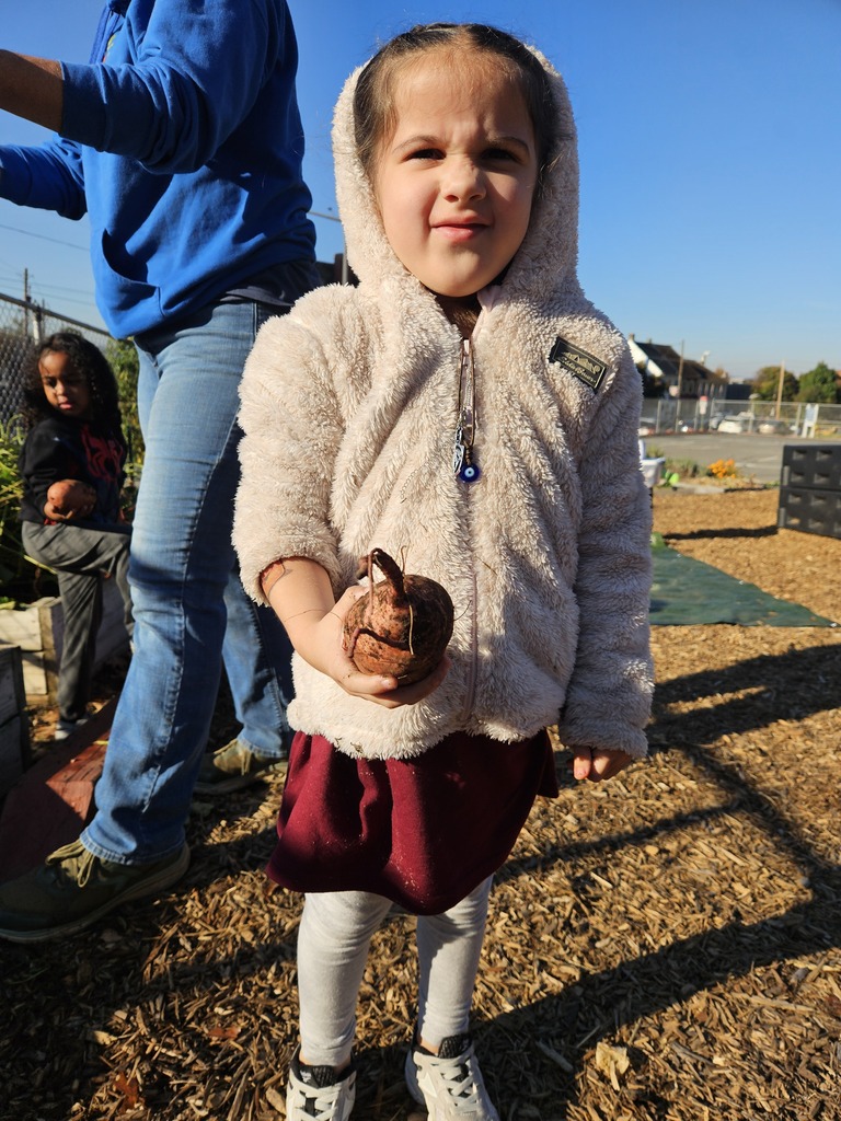 🍠🌱 Sweet Potato Fun in Kindergarten!  Ms. Helton’s Kindergarten gardeners were busy! They picked sweet potatoes, weighed them, and took their harvest home. Then came the best part: making and tasting sweet potato & chickpea hummus dip!  We love seeing our Park students dig, discover, create, and taste their way through learning! 