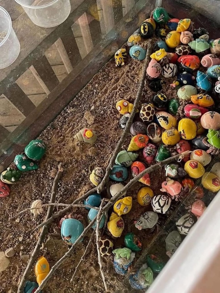 Hermit Crabs