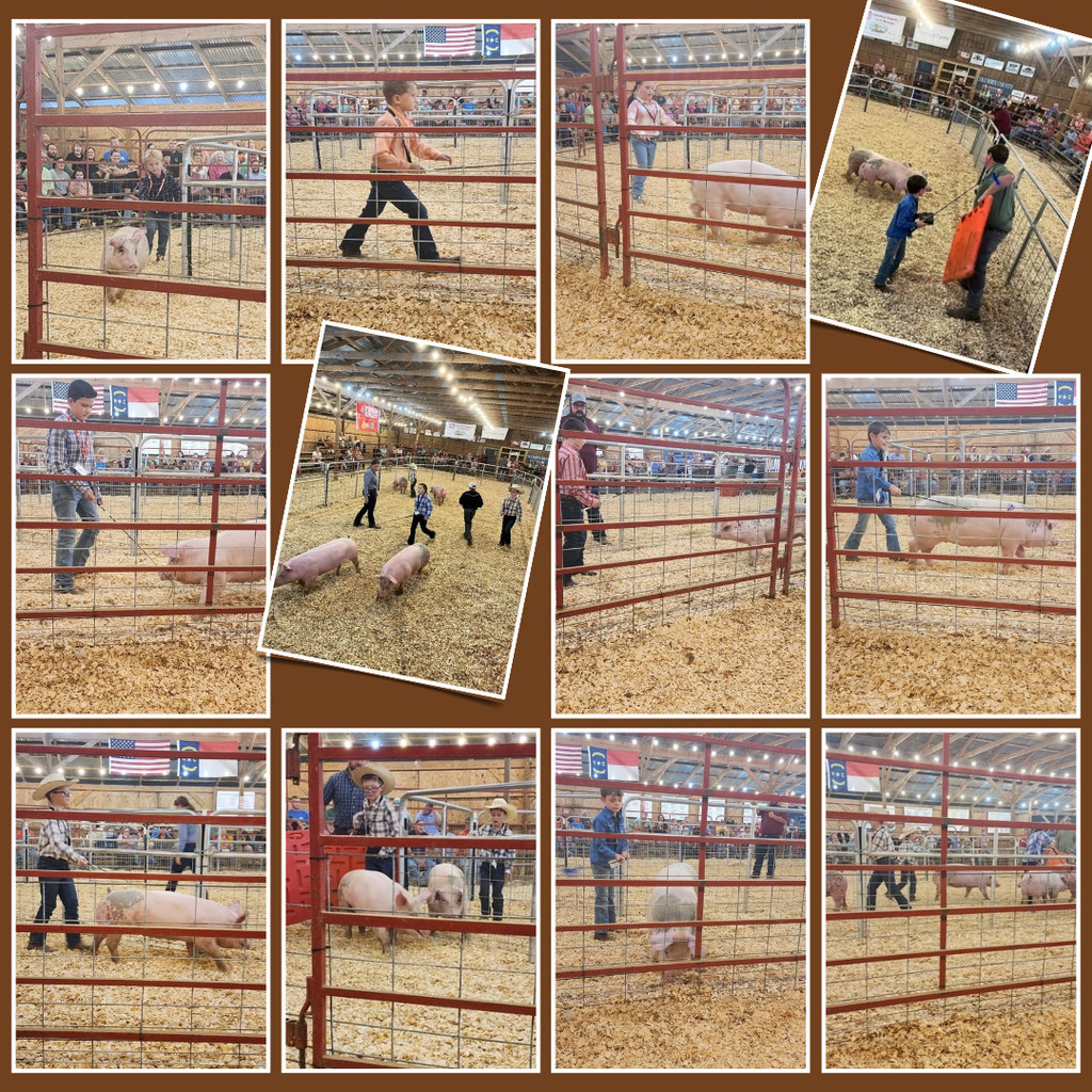 pig show