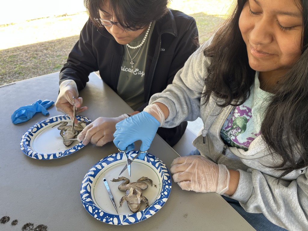 Frog Dissecting