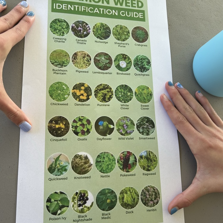 Plant irrigation and weed recognition