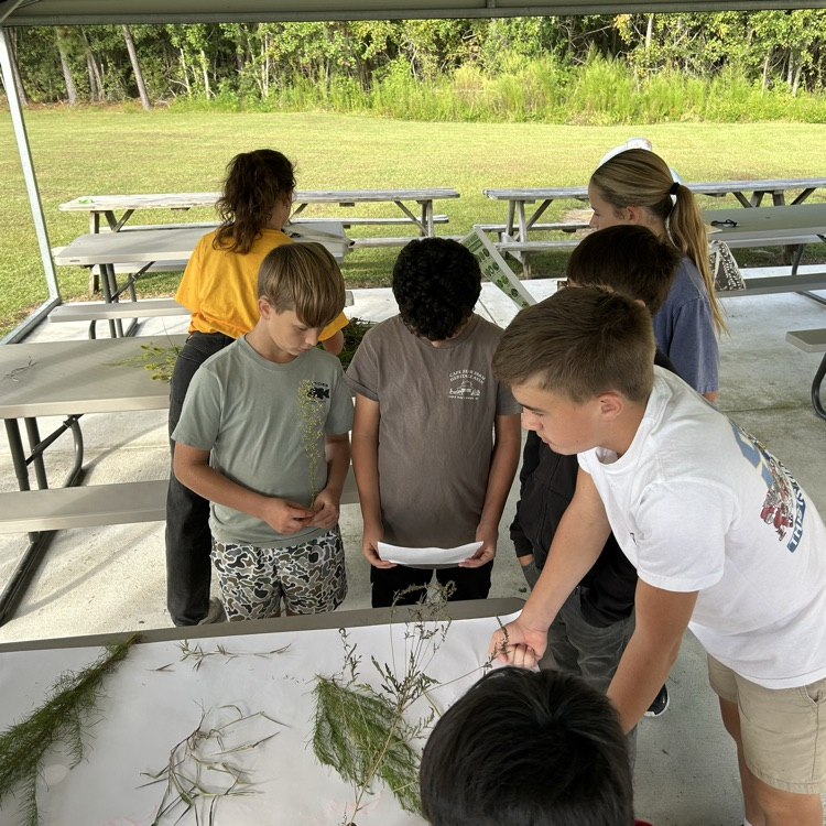 Plant irrigation and weed recognition