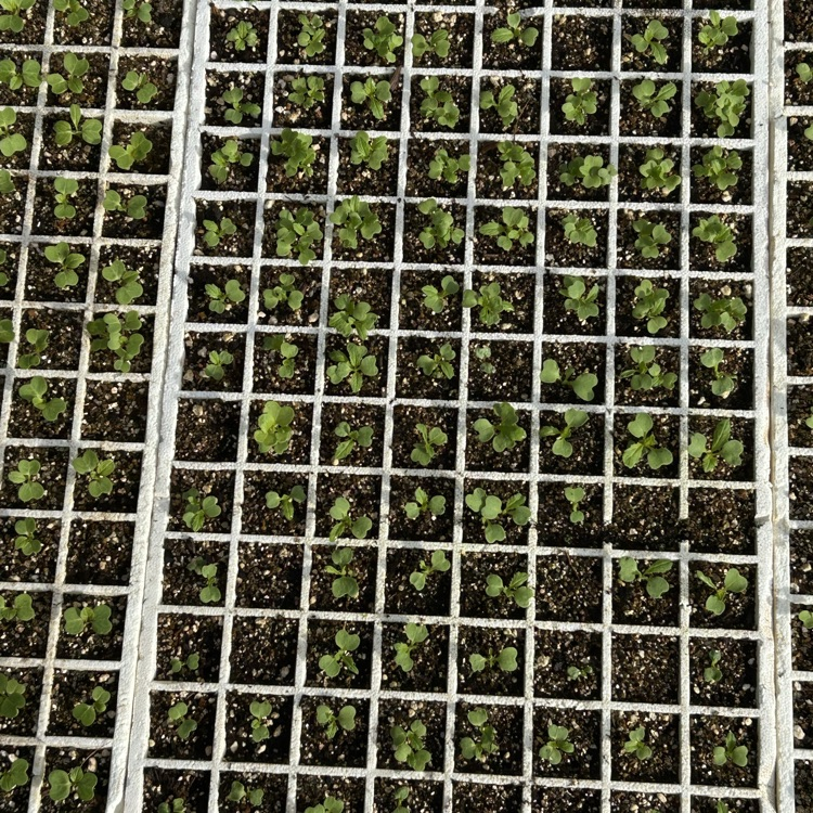 Plant irrigation and weed recognition