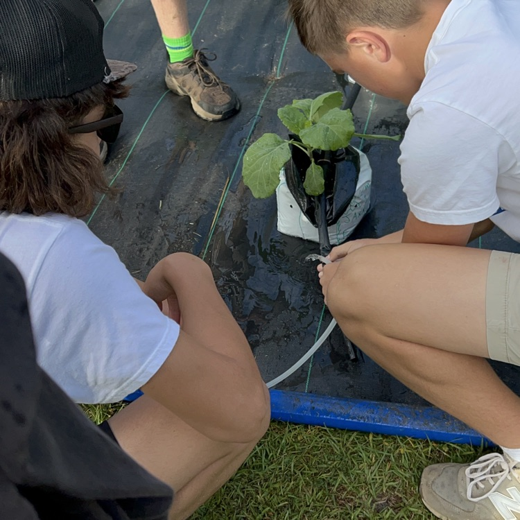 Plant irrigation and weed recognition