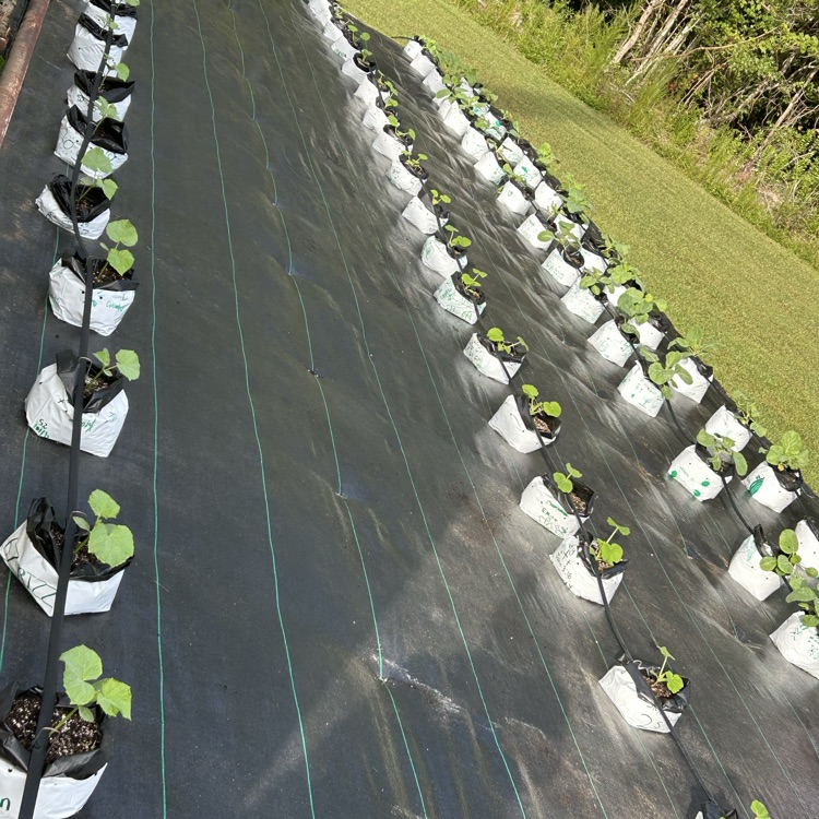 Plant irrigation and weed recognition