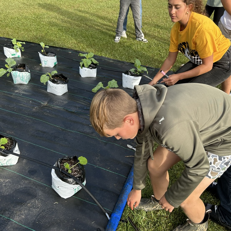 Plant irrigation and weed recognition