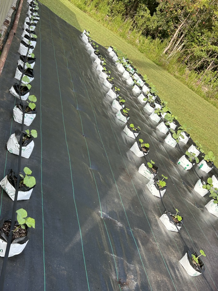 plant irrigation and weed recognition 