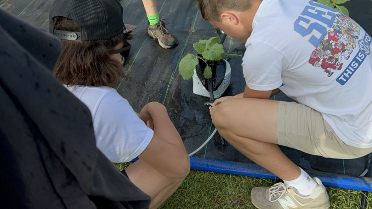 plant irrigation and weed recognition 