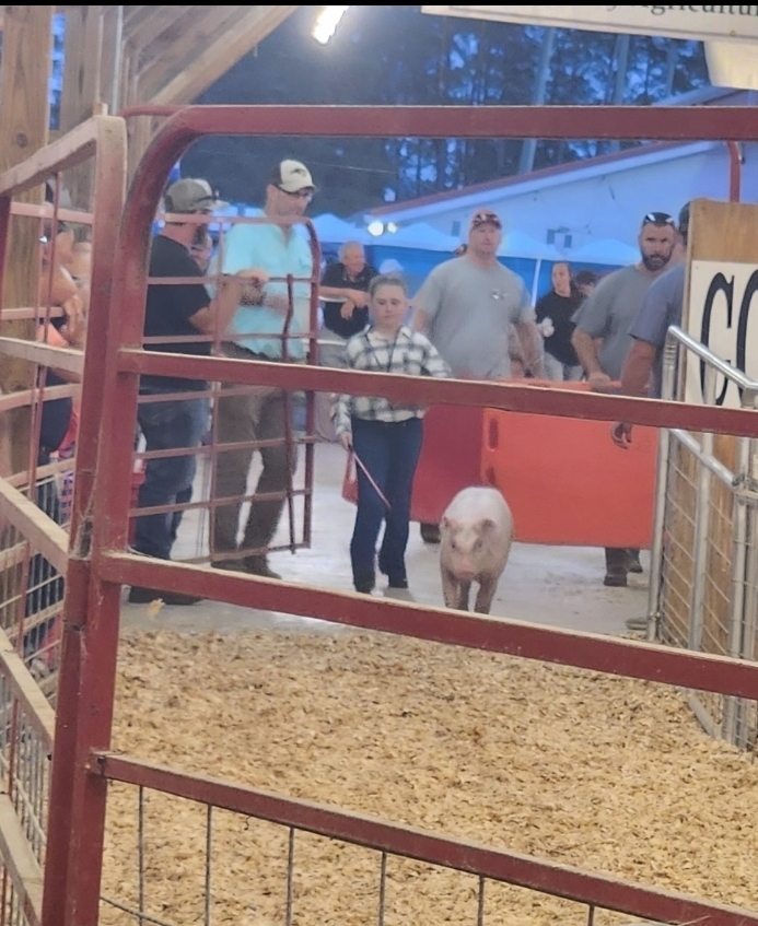 Pig show 4