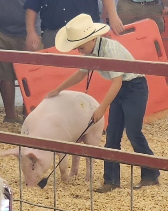 Pig show 8