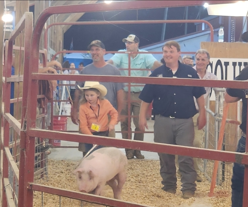 Pig show 6