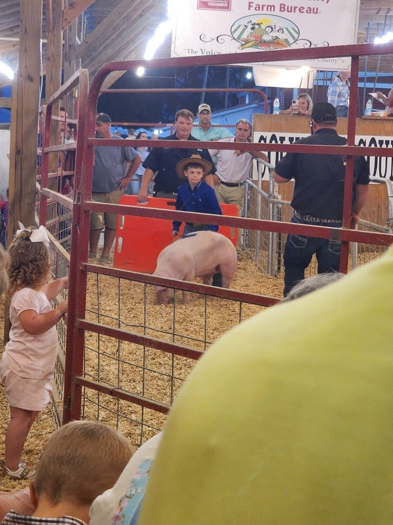 Pig show 5