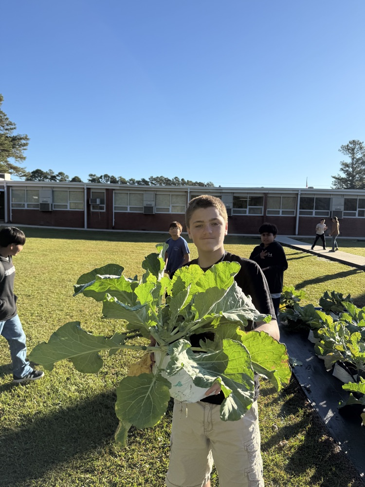 mustang collards 