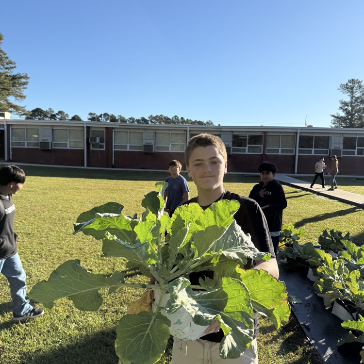 mustang collards
