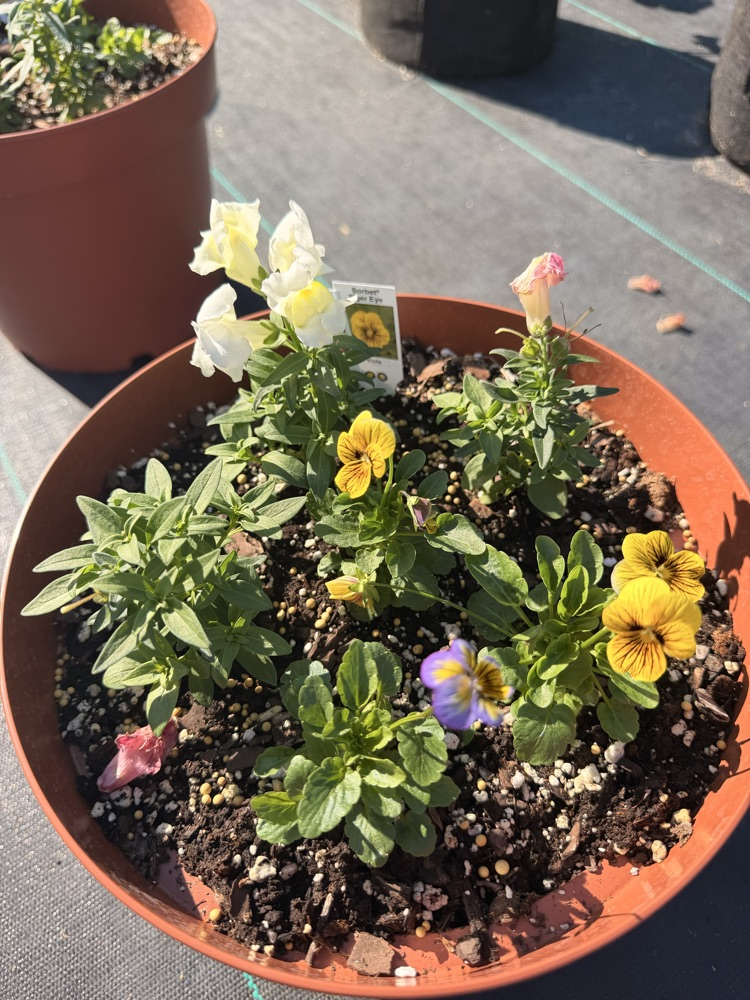 NMS Plant Sale
