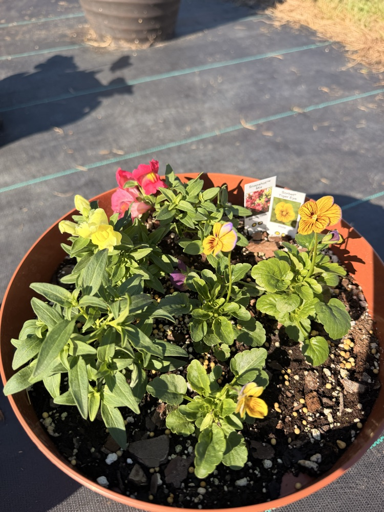 NMS Plant Sale